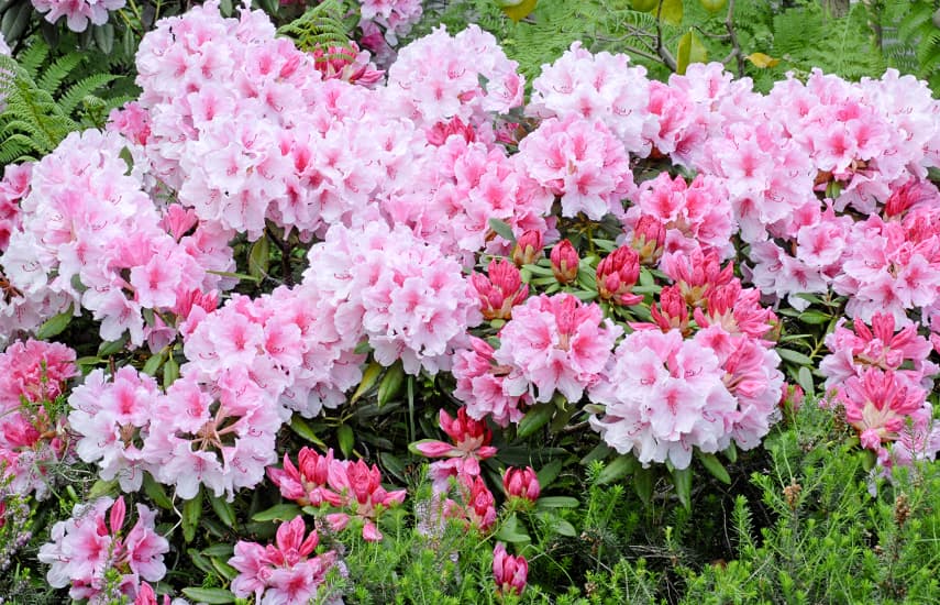 Secretele cultivării cu succes a rododendronilor