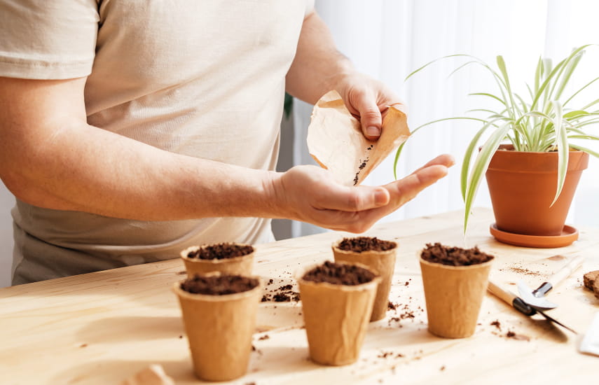 Cultivarea lavandei într-un ghiveci