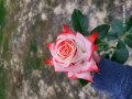 upload_img1