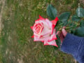 upload_img1