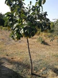 upload_img1