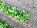 upload_img1