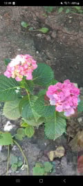 upload_img1