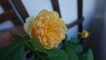 upload_img1