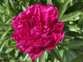 upload_img1