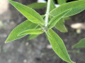 upload_img1