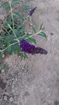 upload_img1