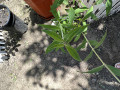 upload_img1