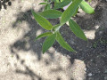 upload_img1
