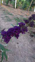 upload_img1