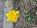 upload_img1