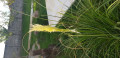 upload_img1
