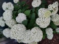 upload_img1