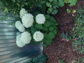 upload_img1
