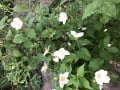 upload_img1