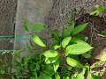 upload_img1