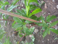 upload_img1