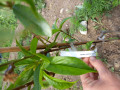 upload_img1