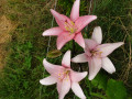 upload_img1