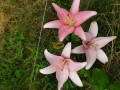 upload_img1