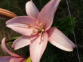 upload_img1