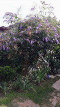 upload_img1