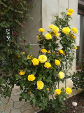 upload_img1