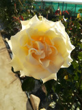 upload_img1
