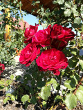 upload_img1