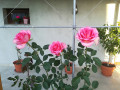 upload_img1