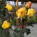 upload_img1