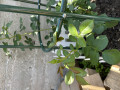 upload_img1