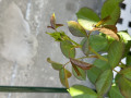 upload_img1