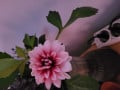 upload_img1