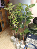 upload_img1