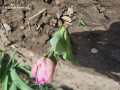 upload_img1
