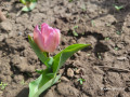 upload_img1