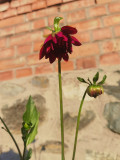 upload_img1