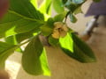 upload_img1