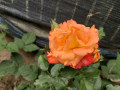 upload_img1