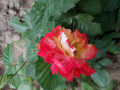 upload_img1