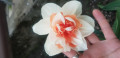 upload_img1