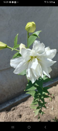 upload_img1