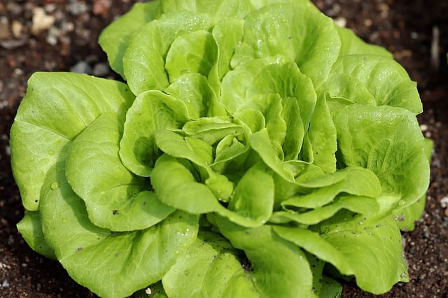 Beneficii salata verde