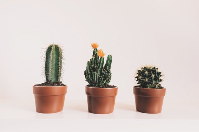 Cactus - plante de interior benefice