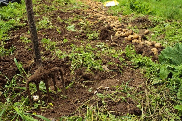 Cultivare si ingrijire cartof - Pregatire teren