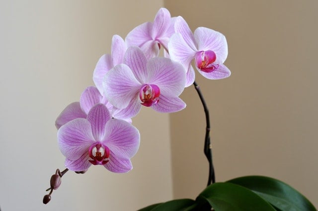 Cum sa ai grija de orhideea de apartament 