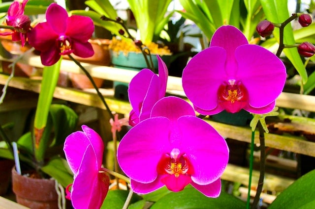 Dezvoltare orhidee de apartament