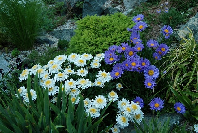 Flori de stanca pentru gradina - Aster alpin