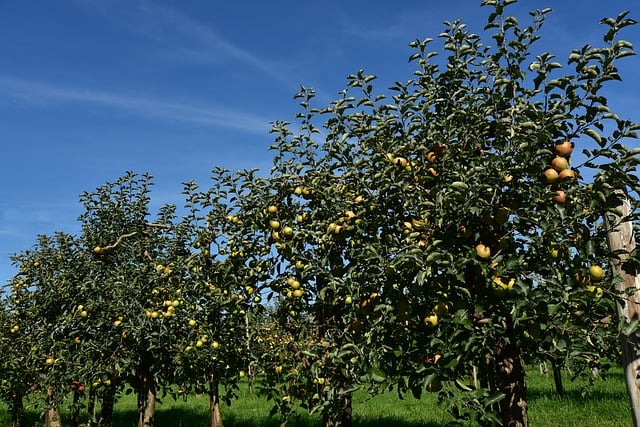 Lucruri de evitat plantare pomi fructiferi